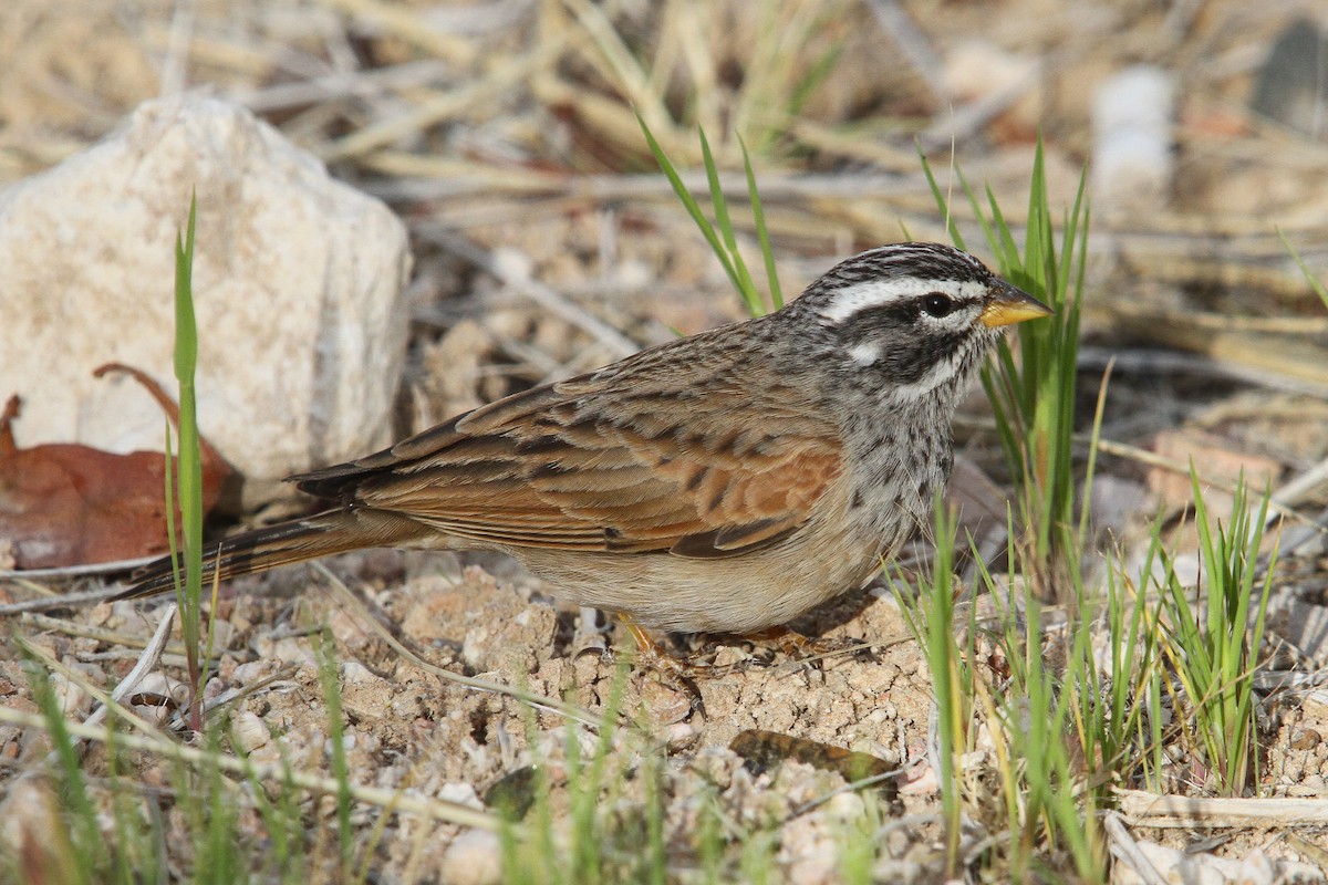 Striolated Bunting - ML49984491