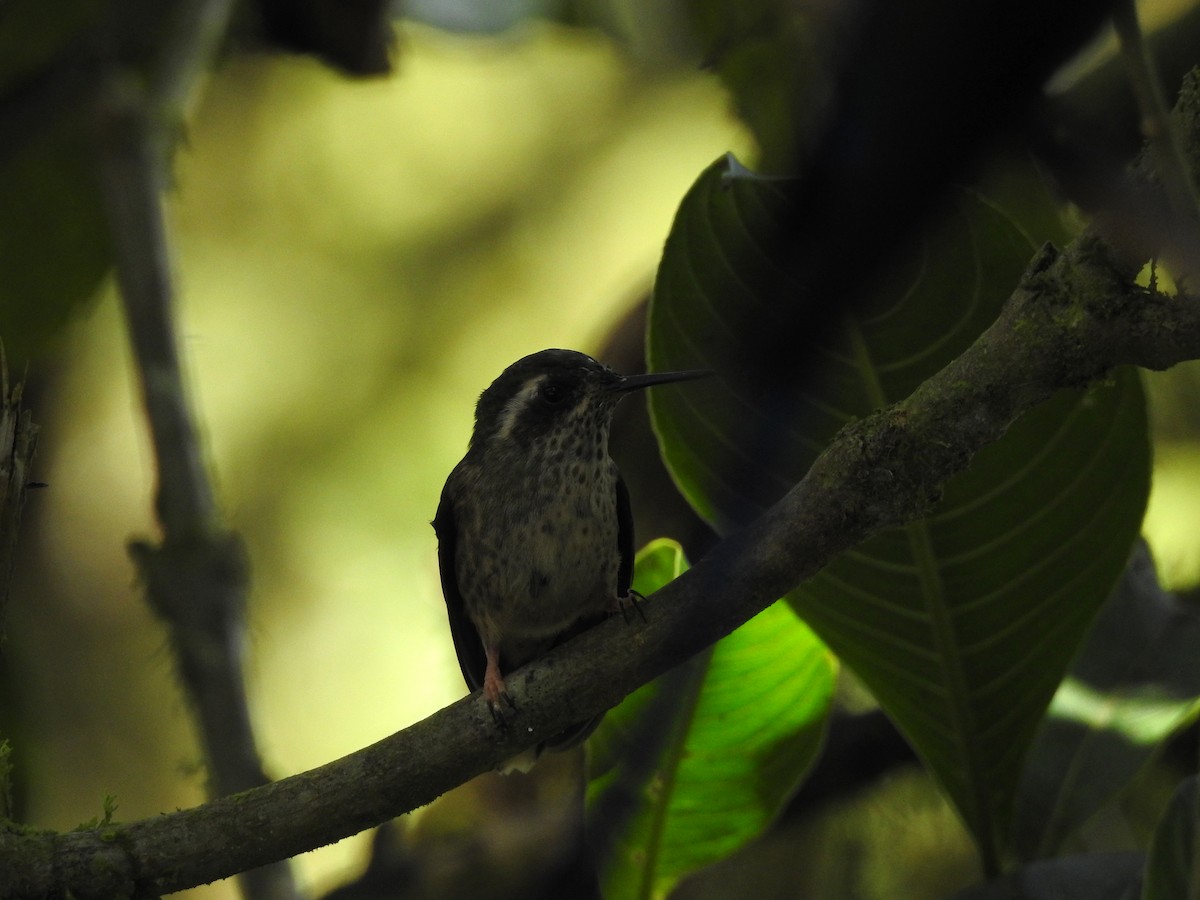 Speckled Hummingbird (maculata) - ML499849981