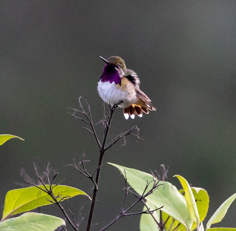 Ebird Checklist Oct Oaxaca San Sebasti N R O Hondo Oaxaca Mx