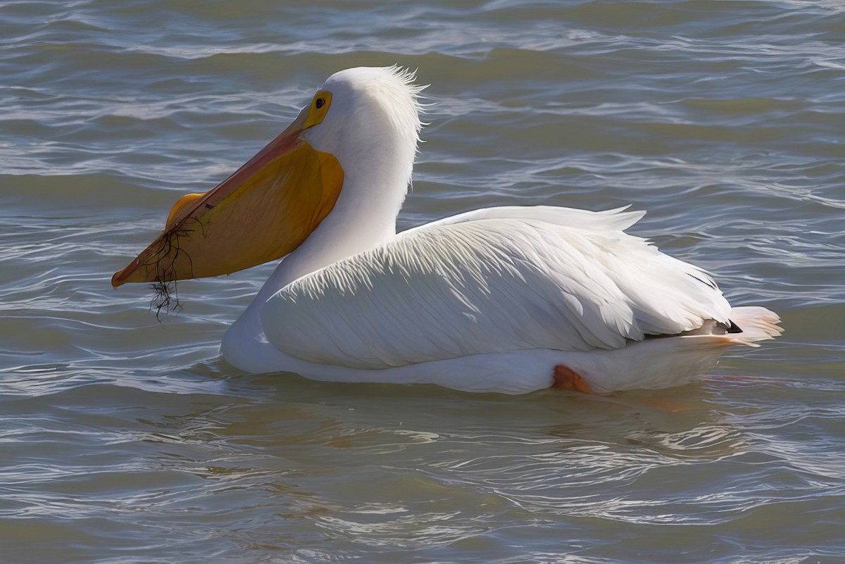 American White Pelican - ML499856151