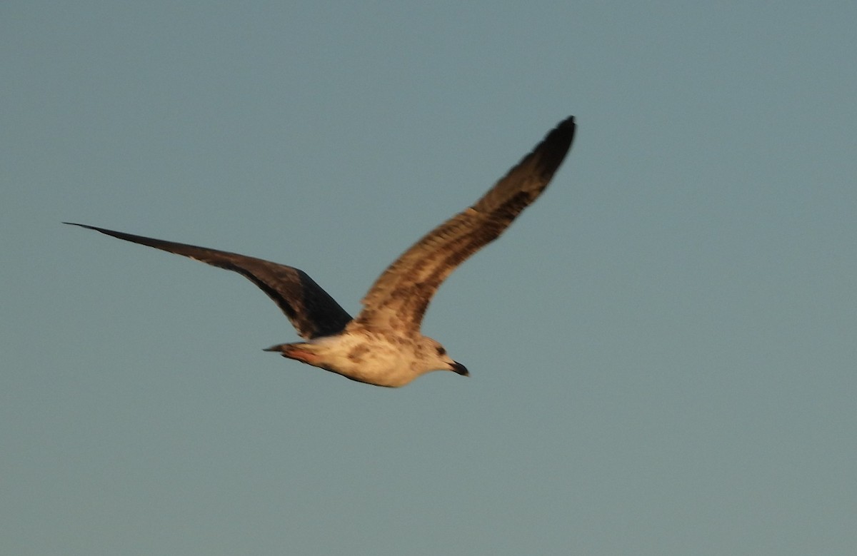 Lesser Black-backed Gull - Mark Penkower