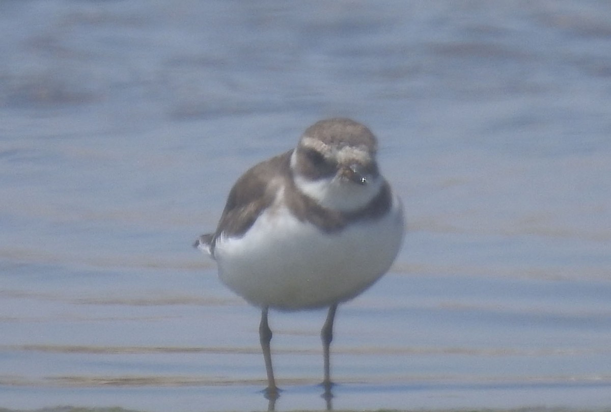 Semipalmated Plover - ML499864671