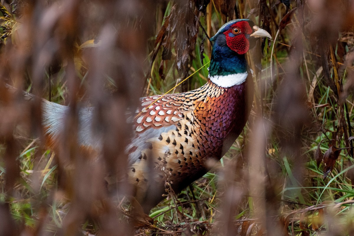 Ring-necked Pheasant - Derek Hudgins