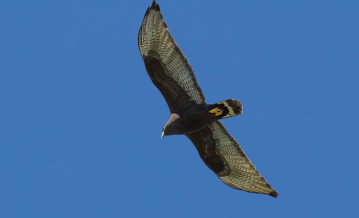 Zone-tailed Hawk - Nick Pulcinella