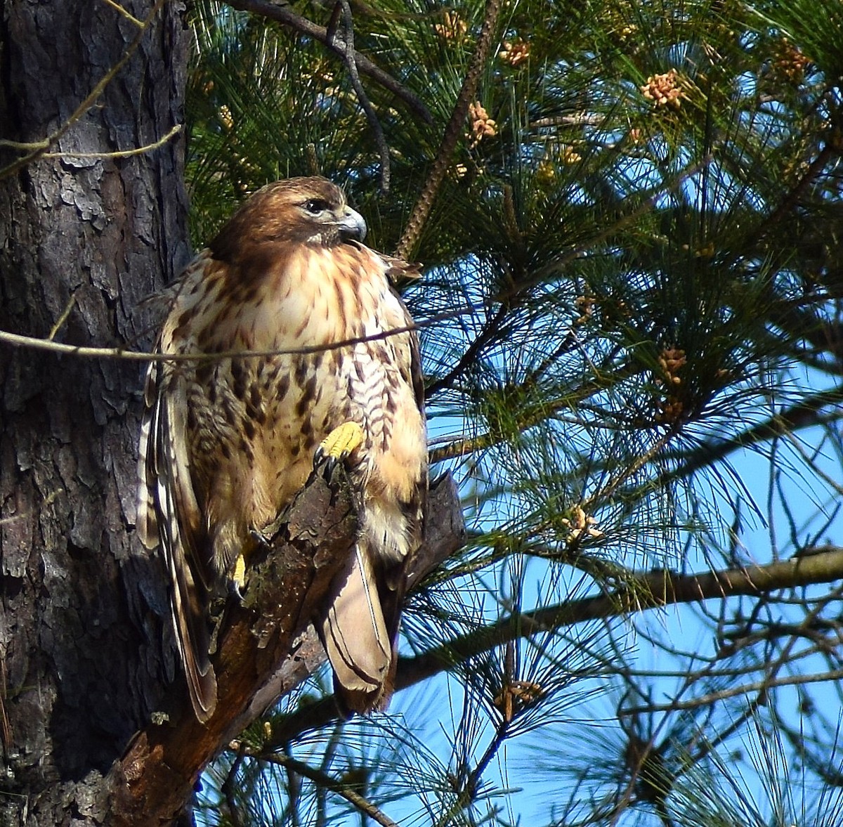 Red-tailed Hawk - Ed Leigh