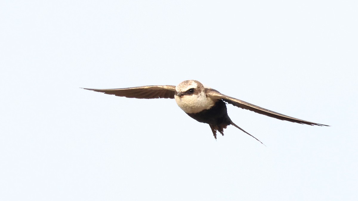 White-backed Swallow - ML499872921