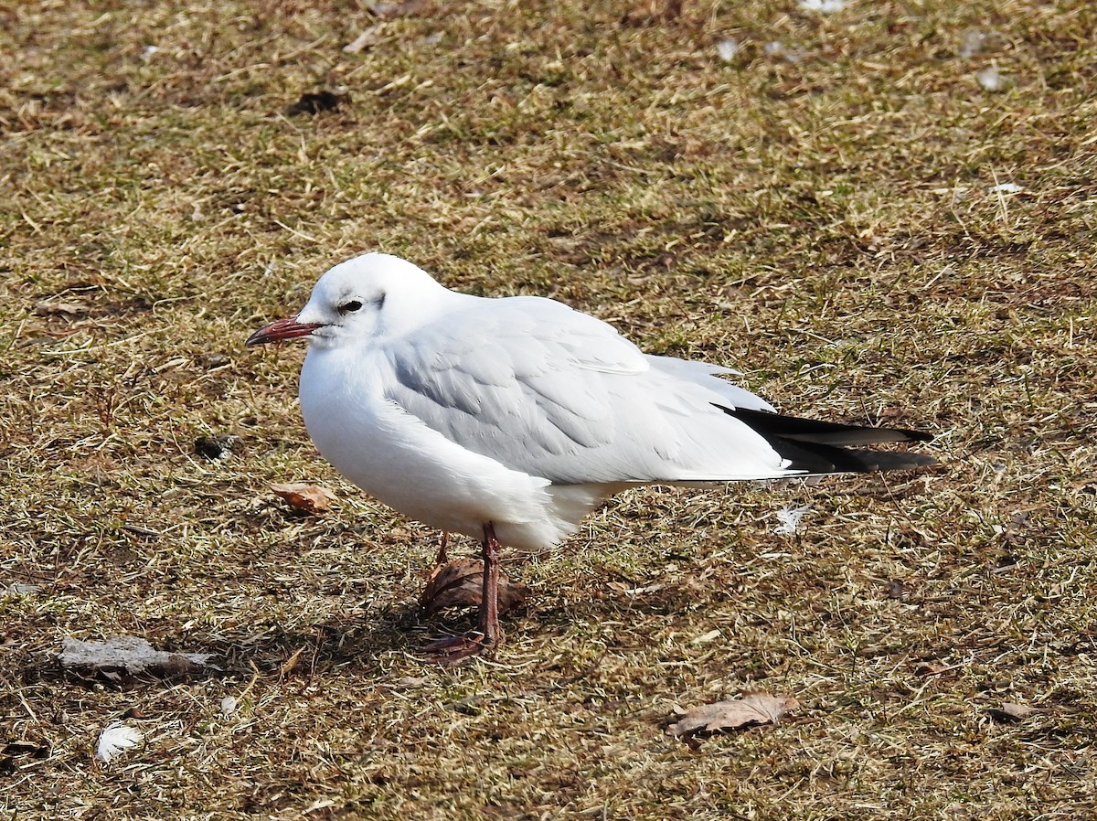 Black-headed Gull - ML49987591