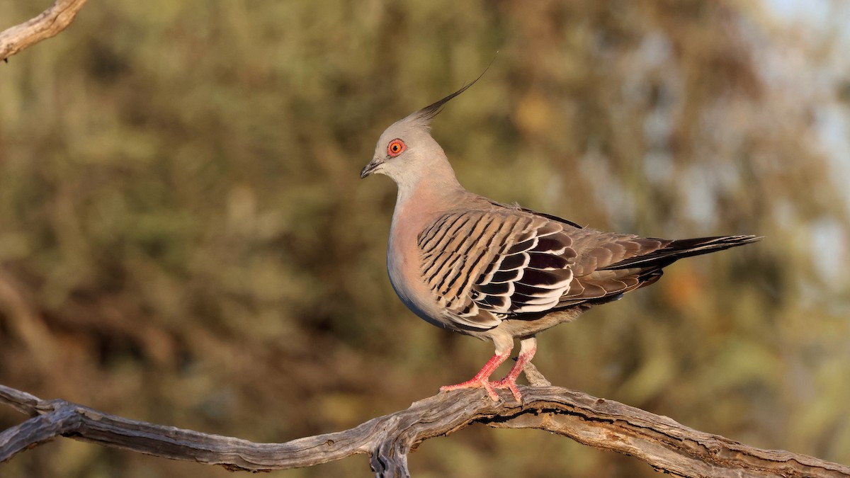 Crested Pigeon - ML499876711
