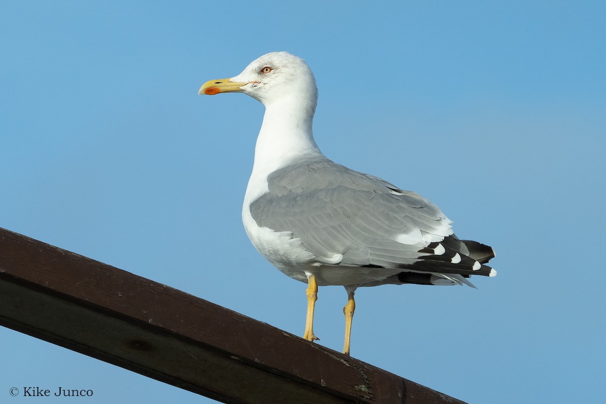 Yellow-legged Gull - ML499879091