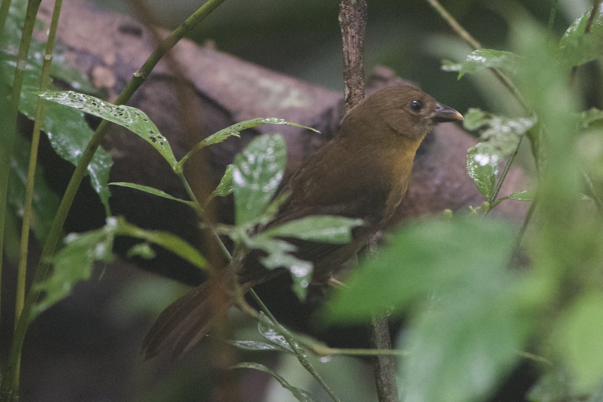 Red-throated Ant-Tanager (Red-throated) - ML499879361