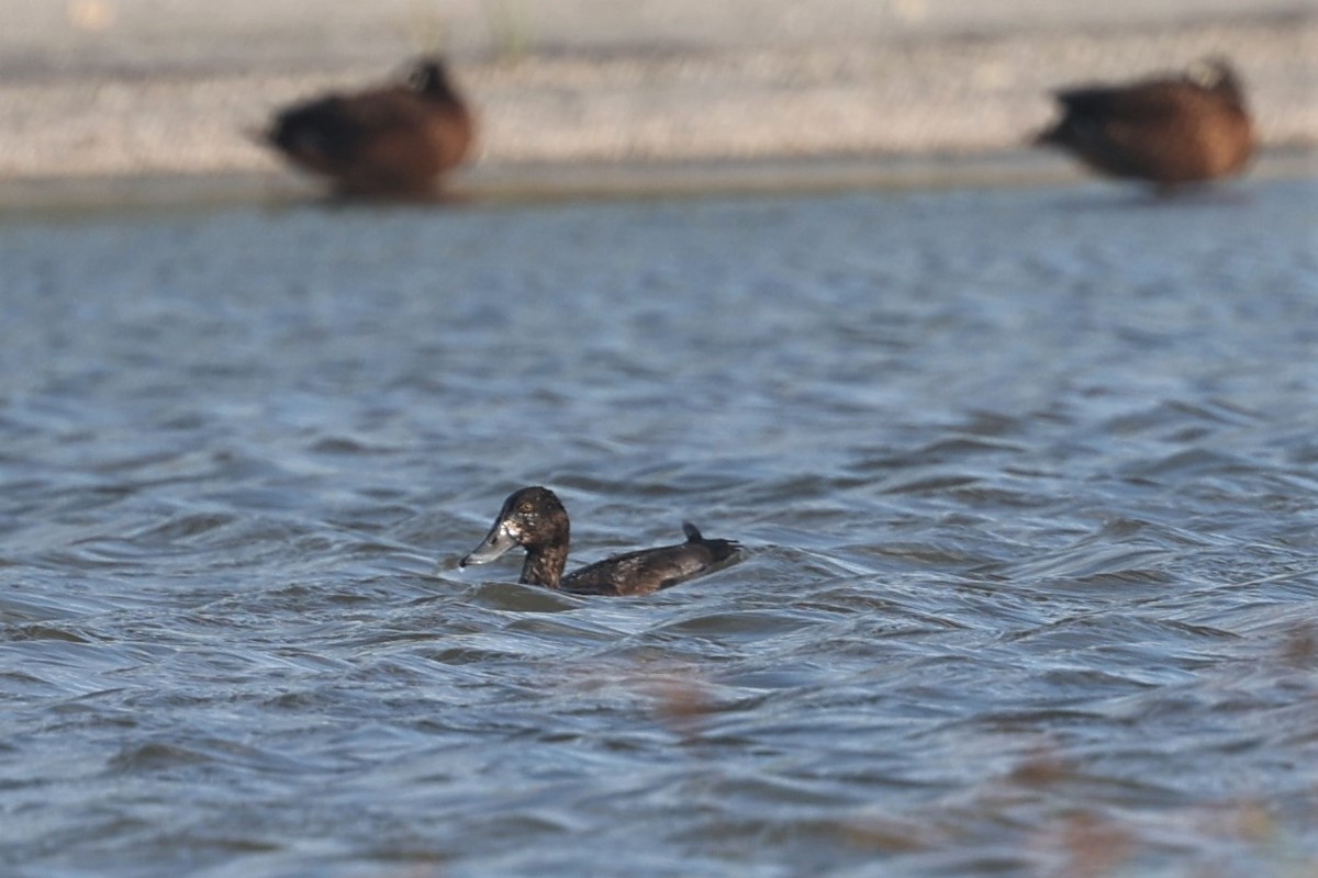 Greater Scaup - ML499885611