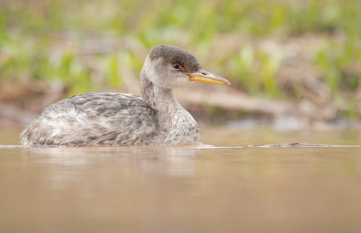 Red-necked Grebe - ML499887011