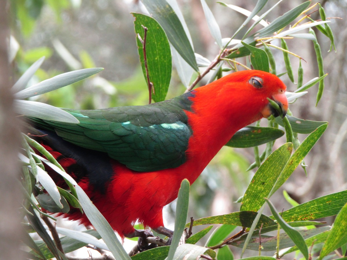 Australian King-Parrot - ML499887121
