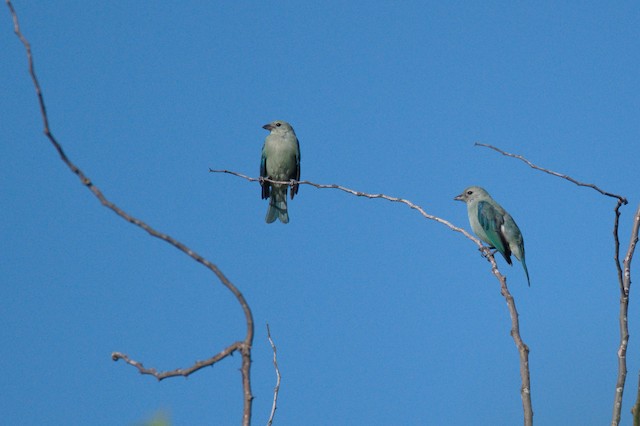 Blue-gray Tanager - eBird