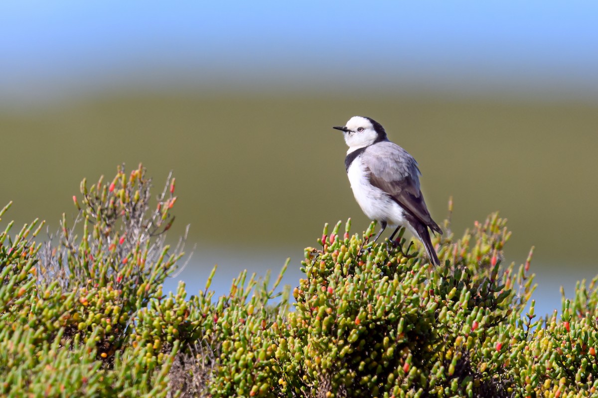 White-fronted Chat - ML499891721