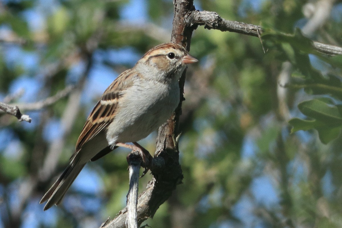 Chipping Sparrow - James McKenzie