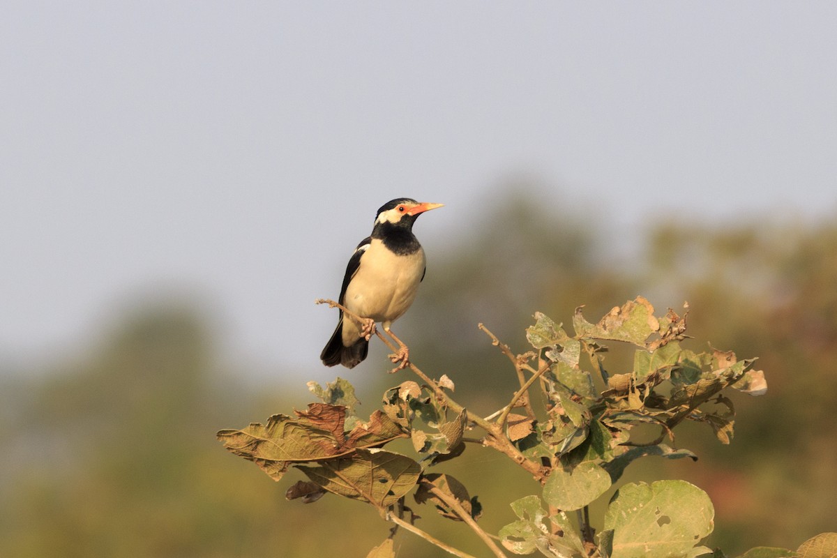 Indian Pied Starling - ML499892741