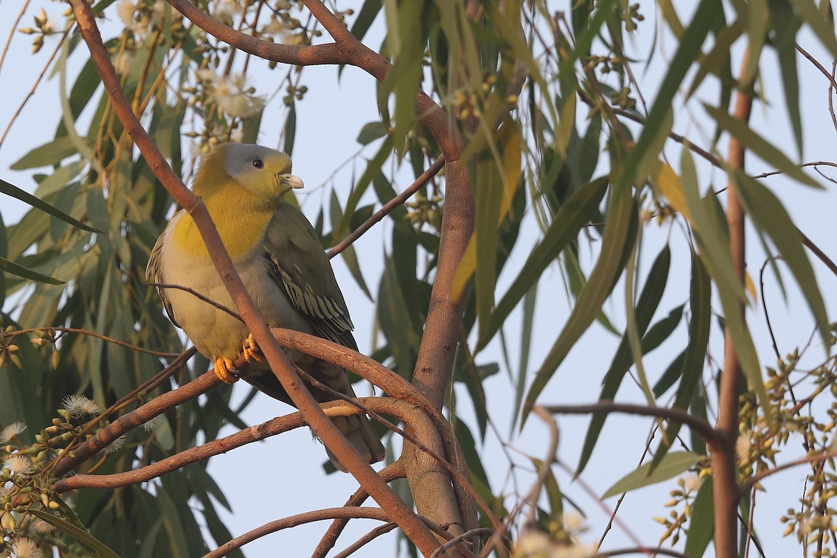 Yellow-footed Green-Pigeon - Krishnan Sivasubramanian