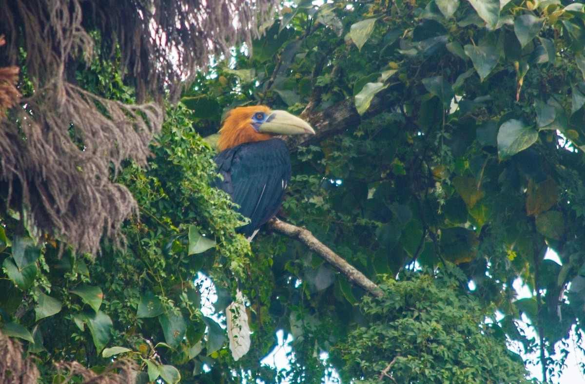 Rufous-necked Hornbill - Birdwatchers' Society of Bengal