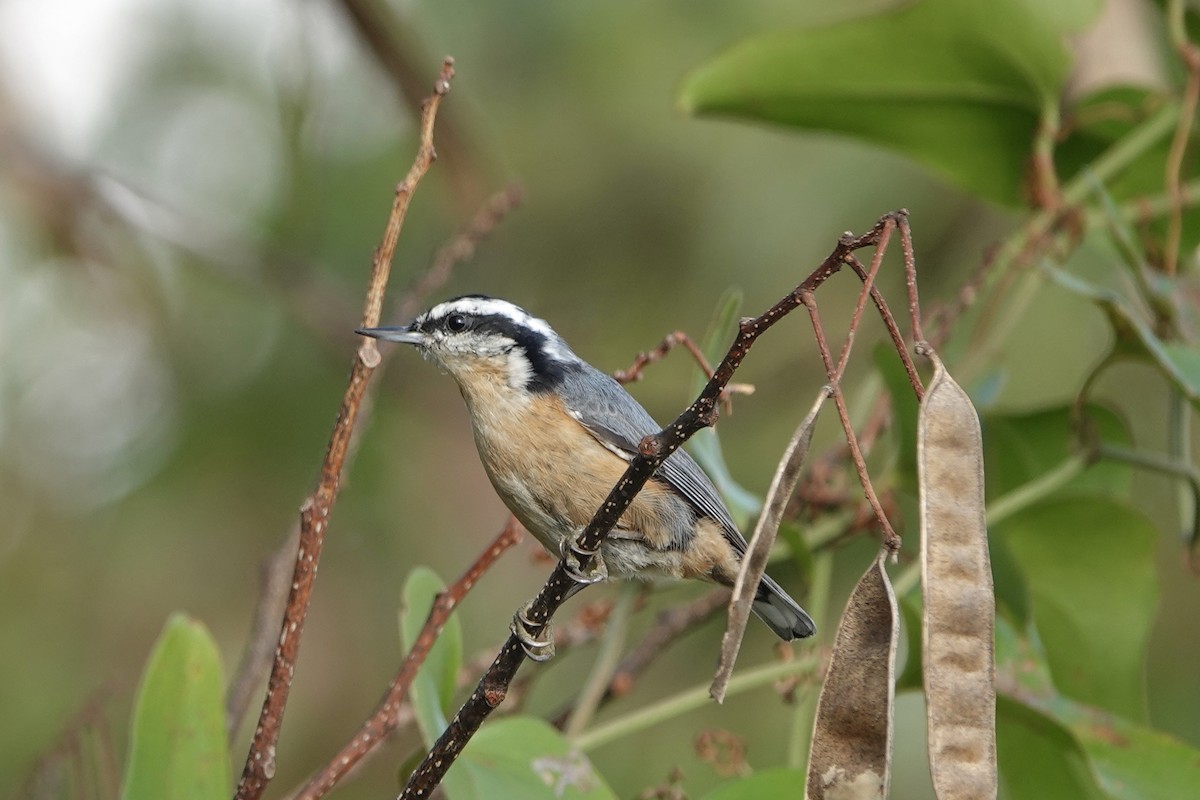 Red-breasted Nuthatch - ML499900091