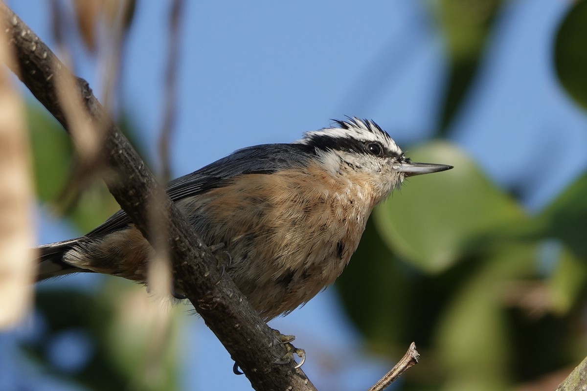 Red-breasted Nuthatch - ML499900101