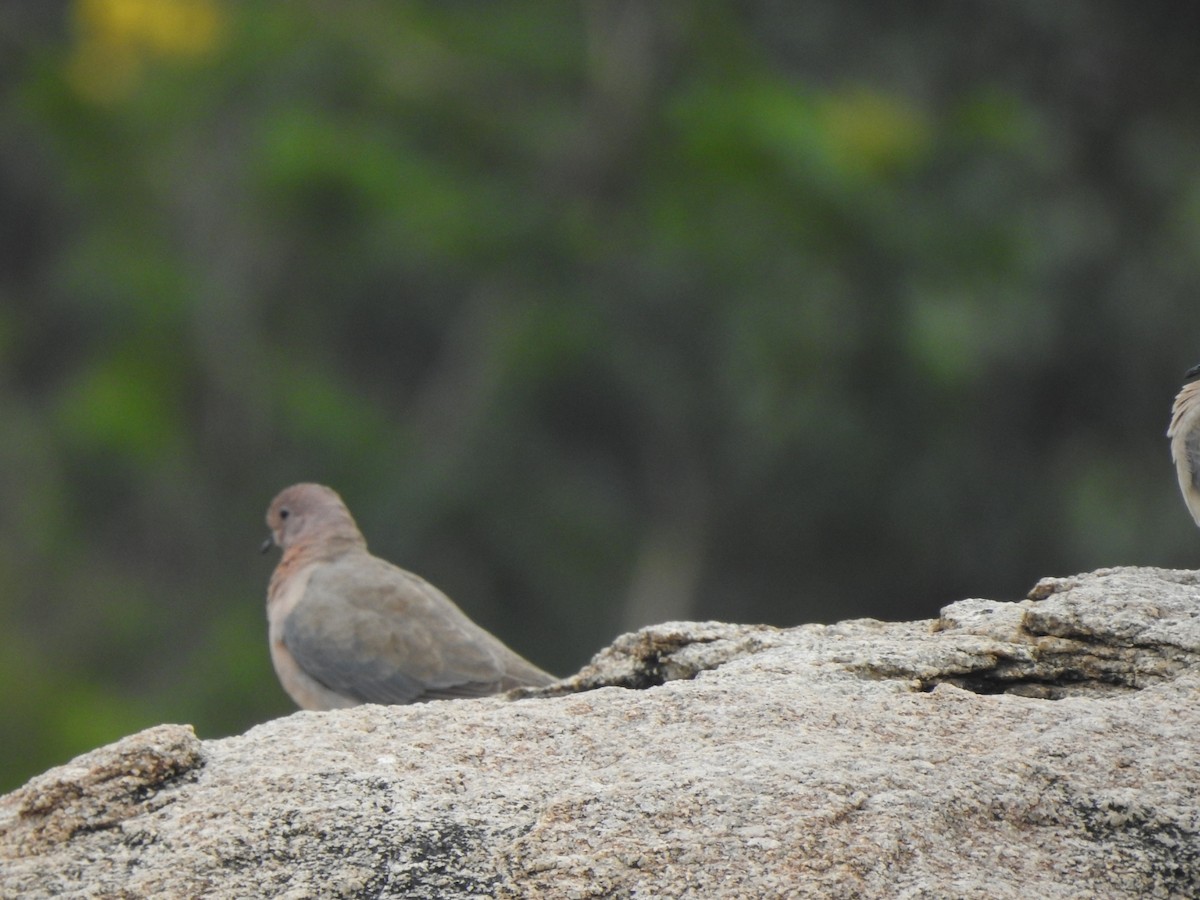 Laughing Dove - ML499904251
