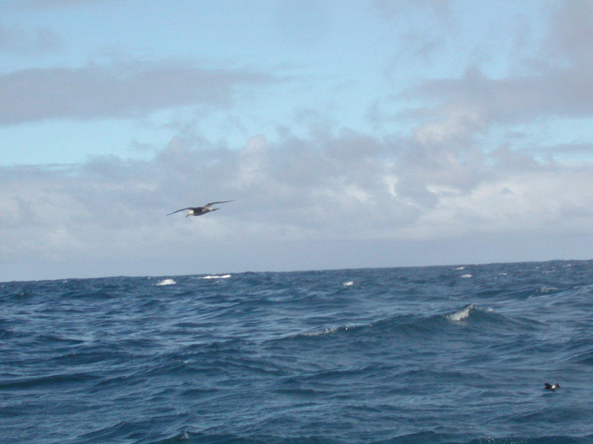 Waved Albatross - ML499909131