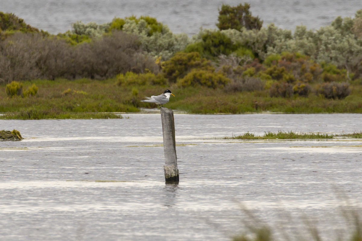 Great Crested Tern - ML499913801