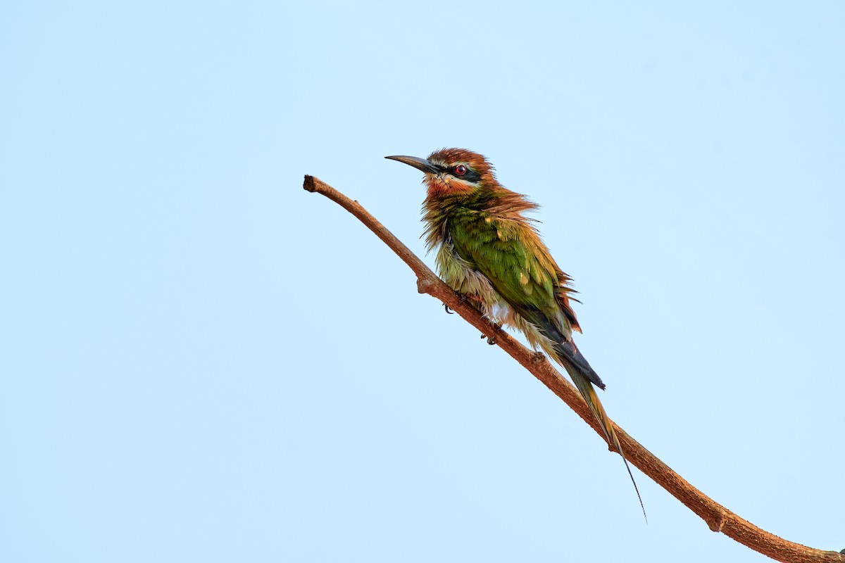 Madagascar Bee-eater - ML499914551