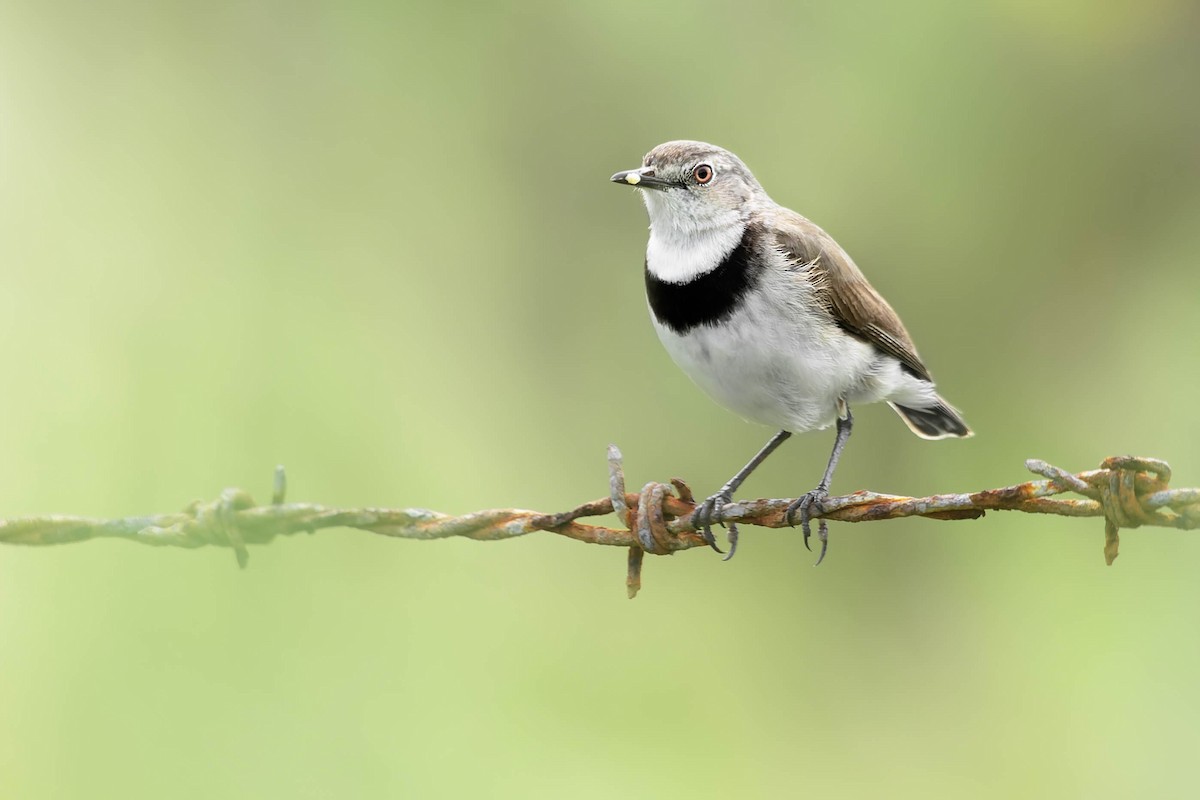 White-fronted Chat - ML499915861
