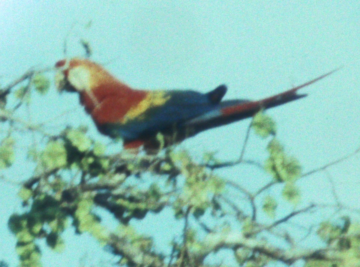 Scarlet Macaw - ML49991601