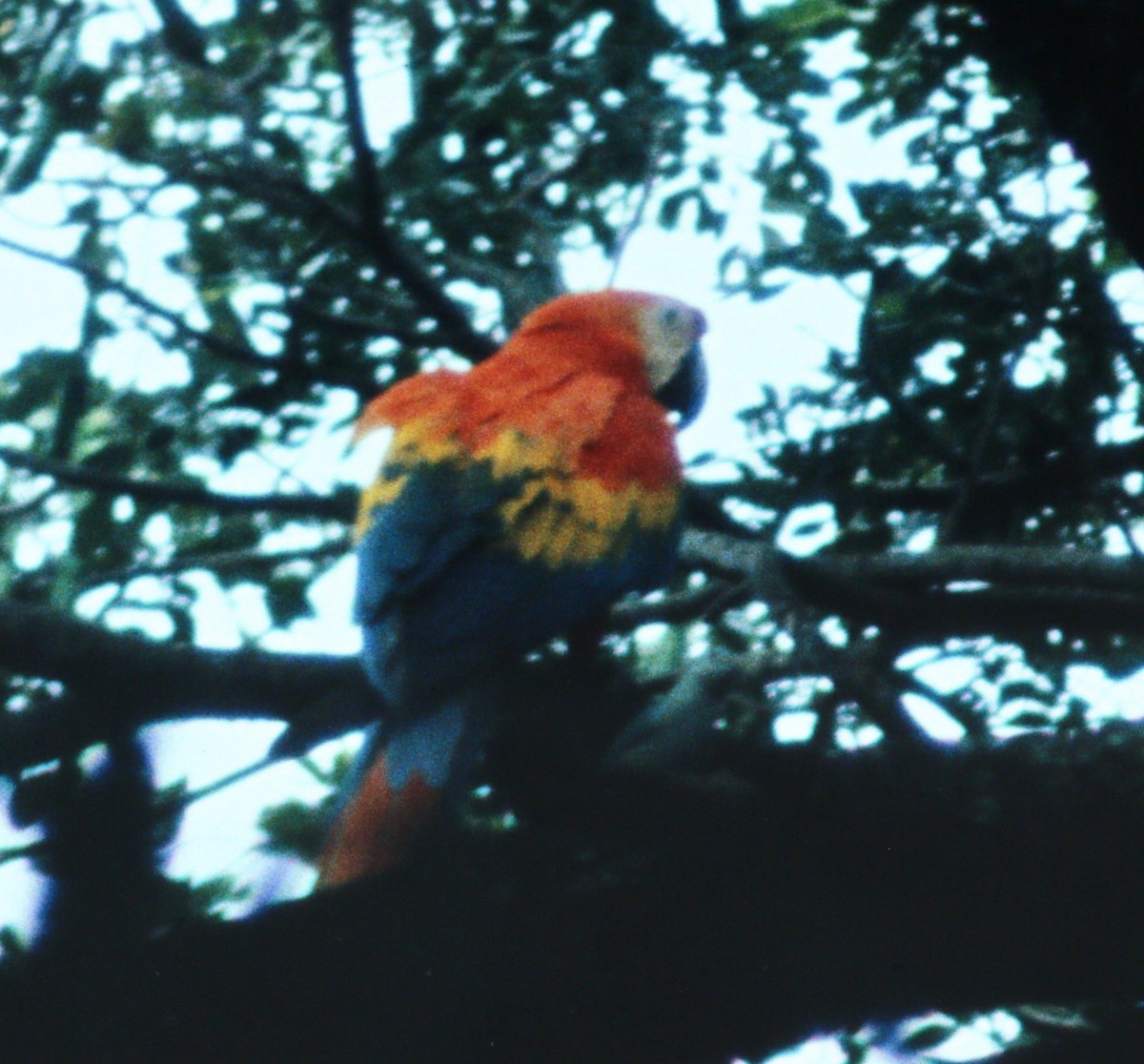 Scarlet Macaw - ML49991631