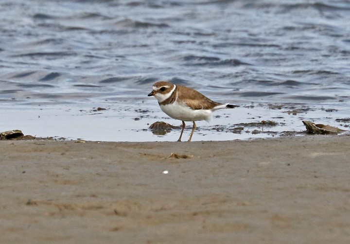 Semipalmated Plover - ML49991651