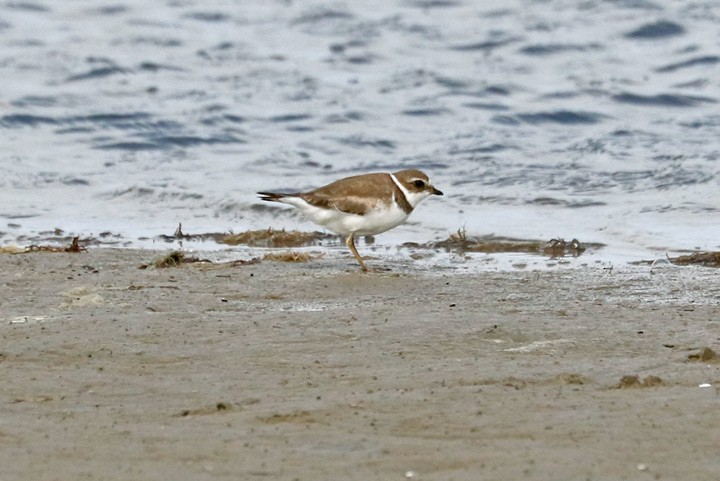Semipalmated Plover - ML49991661