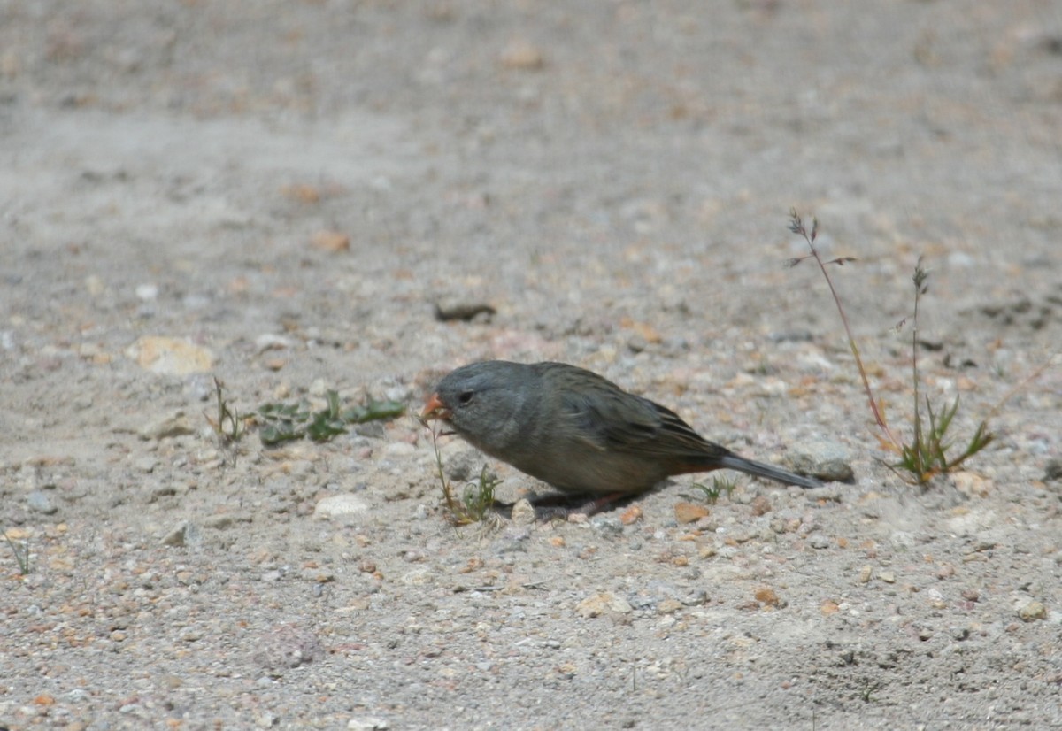 Plain-colored Seedeater - ML499918611