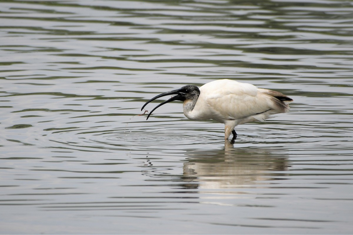 ibis černohlavý - ML499918801