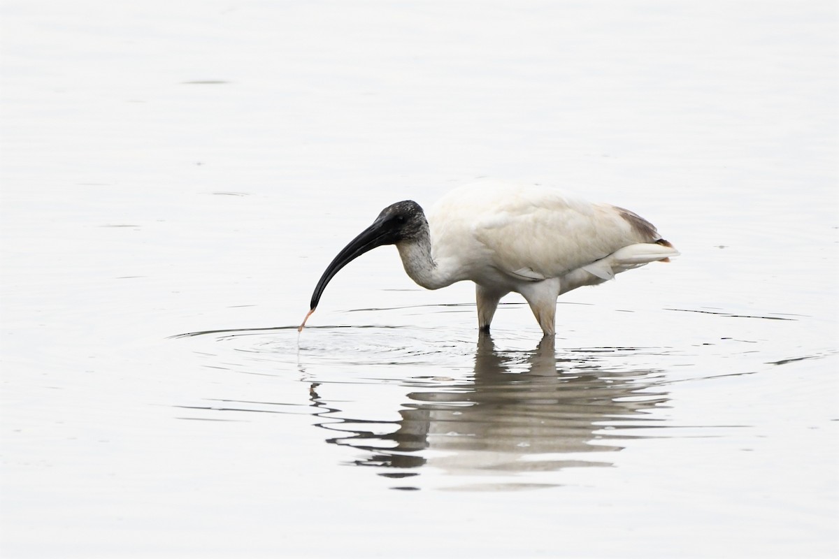 ibis černohlavý - ML499919001