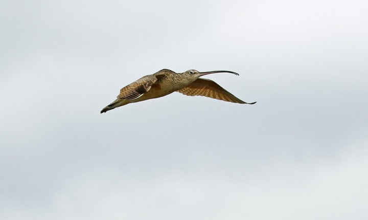 Long-billed Curlew - ML49991901