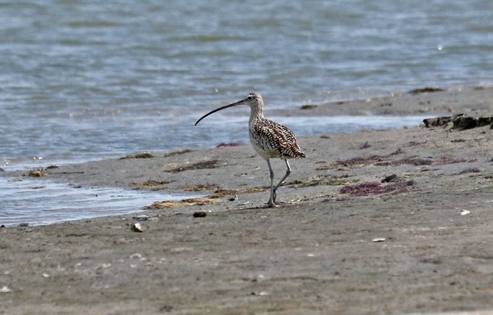 Long-billed Curlew - ML49991941