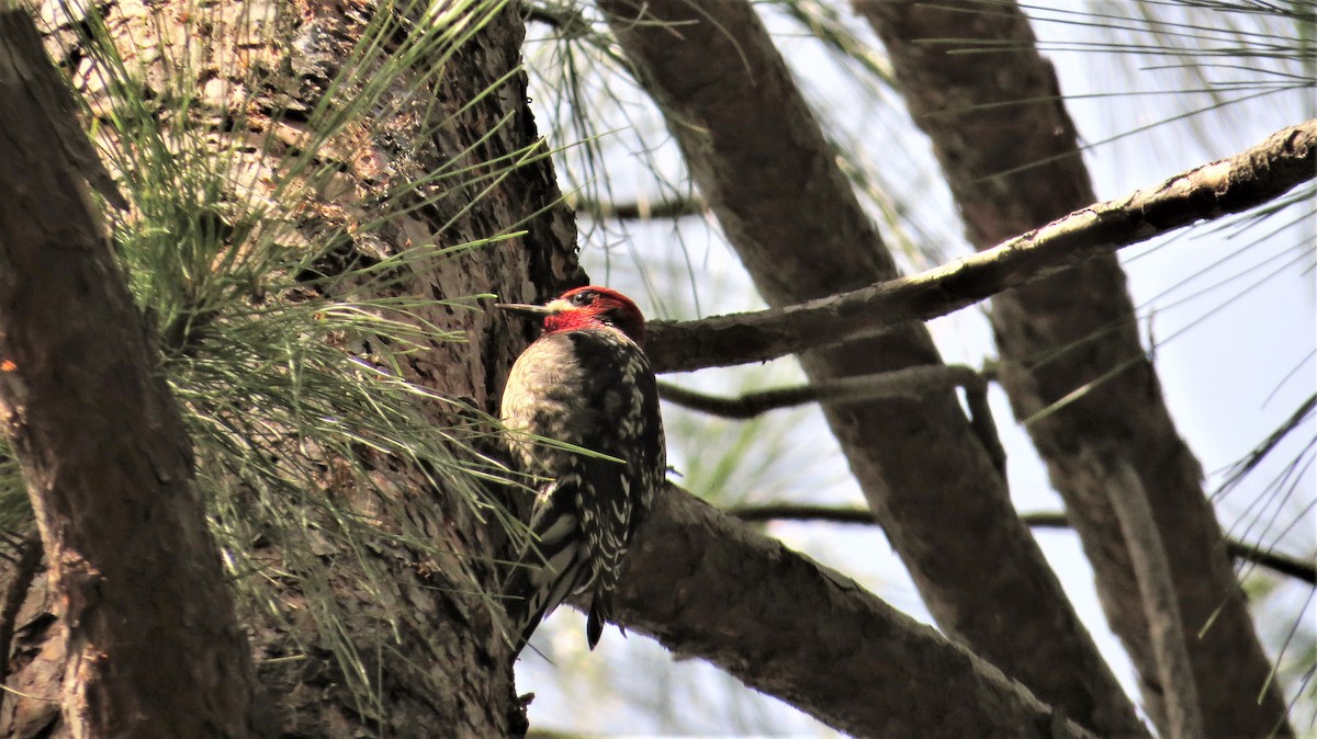 Red-breasted Sapsucker - ML49992551