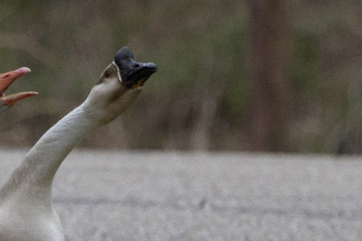 Swan Goose (Domestic type) - ML499927841