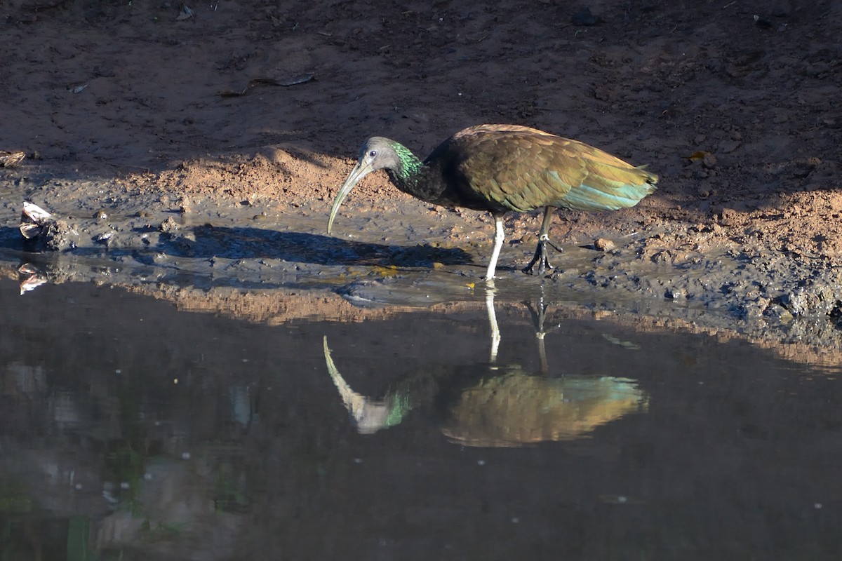 ibis zelený - ML499930001