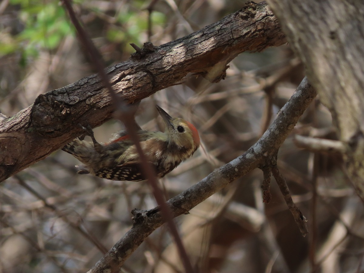 Yellow-crowned Woodpecker - ML499930851