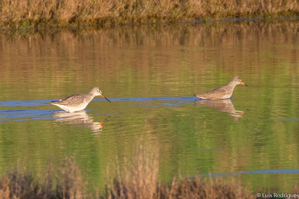 Spotted Redshank - Luis Rodrigues
