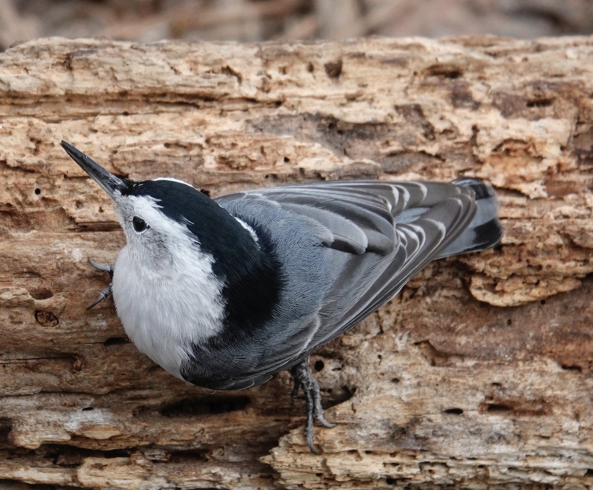 White-breasted Nuthatch - ML499937581