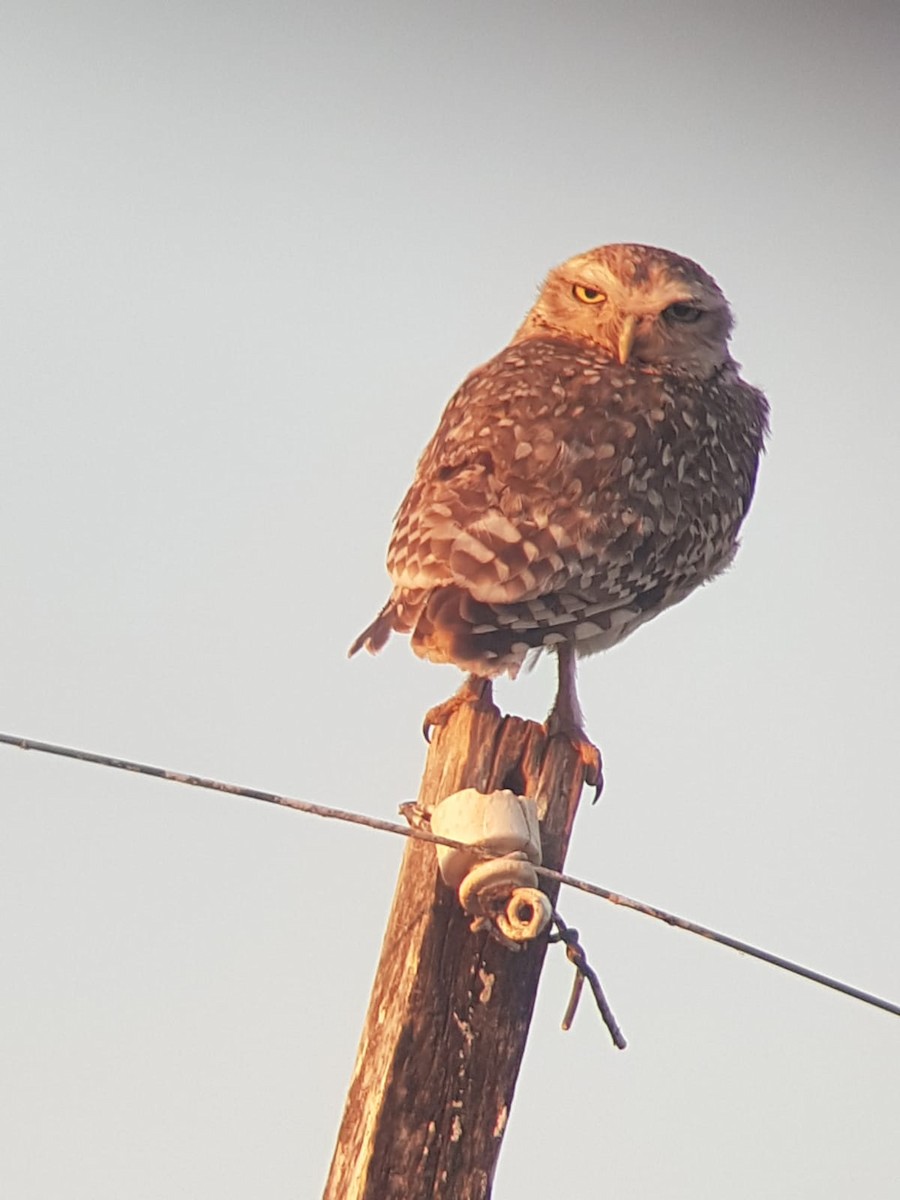 Burrowing Owl - ML499940491