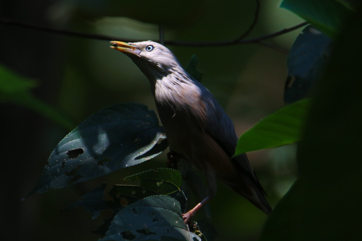 Chestnut-tailed Starling - ML499941221