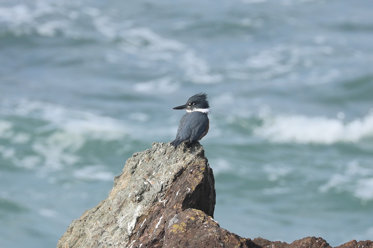 Belted Kingfisher - ML499944581
