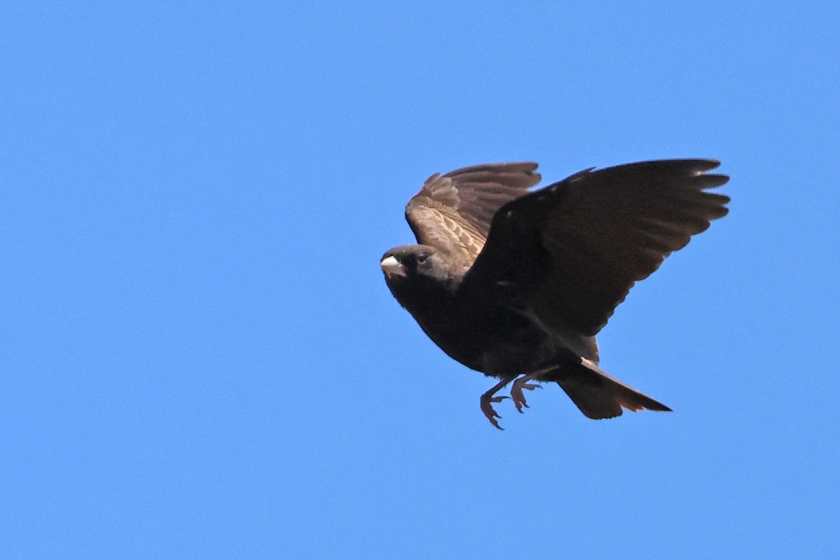 Black-eared Sparrow-Lark - ML499944641