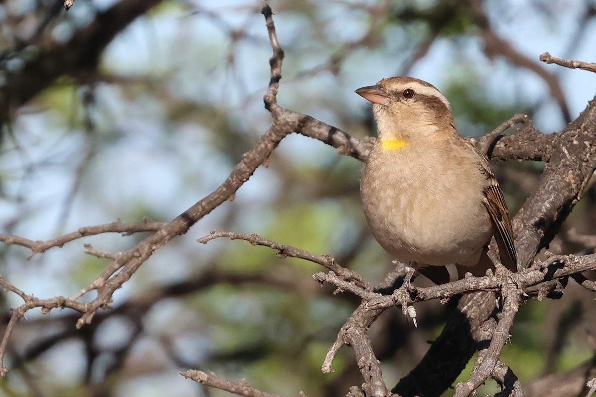Yellow-throated Bush Sparrow - ML499946001